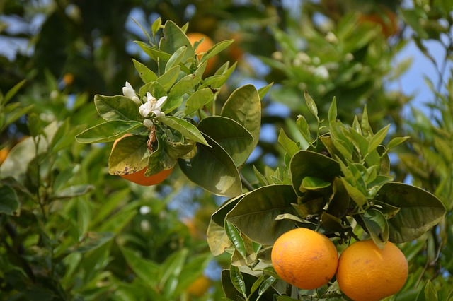 plodící pomerančovníky