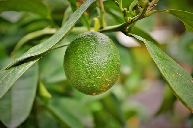 zelený citron