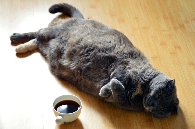 kočka ležící na podlaze s hrnkem kávy